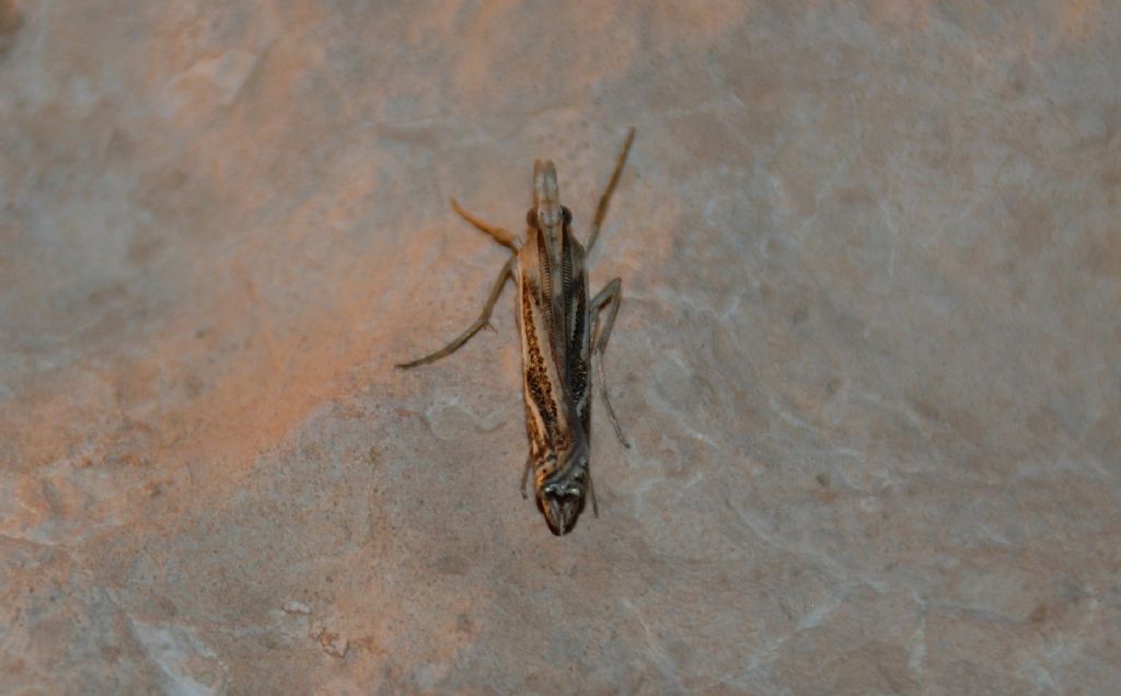 Crambidae:  Ancylolomia cfr. tentaculella